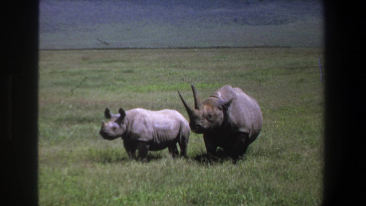 Two rhinoceroses walking side by side through grass with film borders visible.