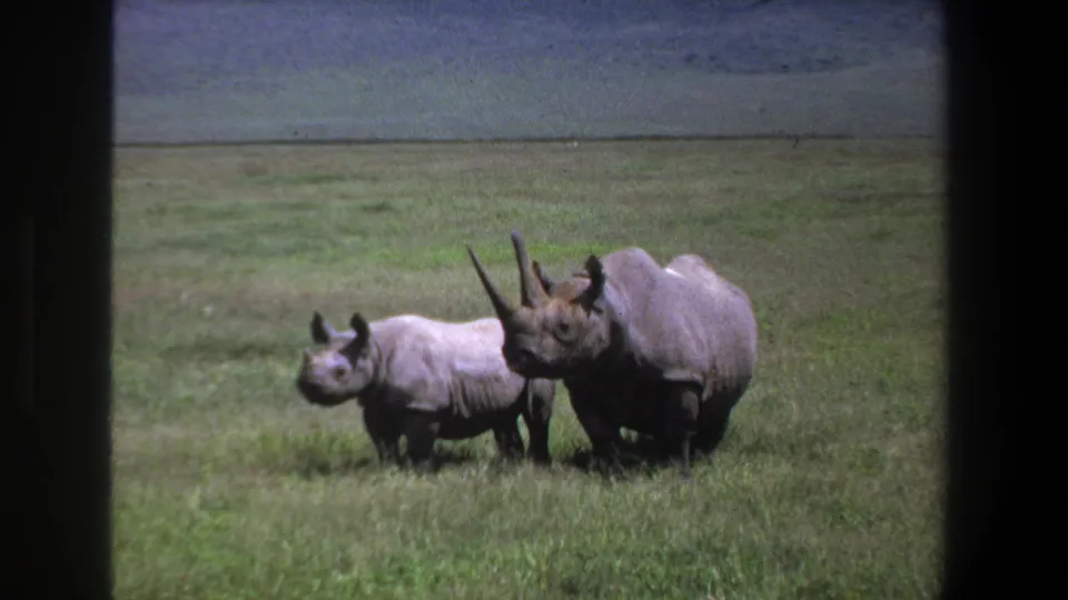 The smaller rhinoceros stays close to the larger animal in a grassy Pretoria-area field, recorded on 8mm film in 1969.