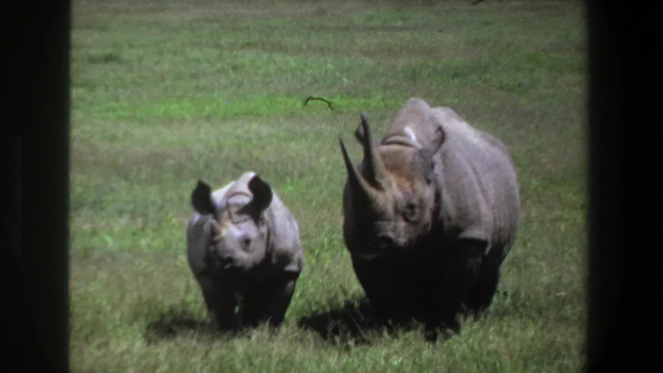 Two rhinoceroses face toward the camera in a grassy South African field, framed by dark 8mm film edges.