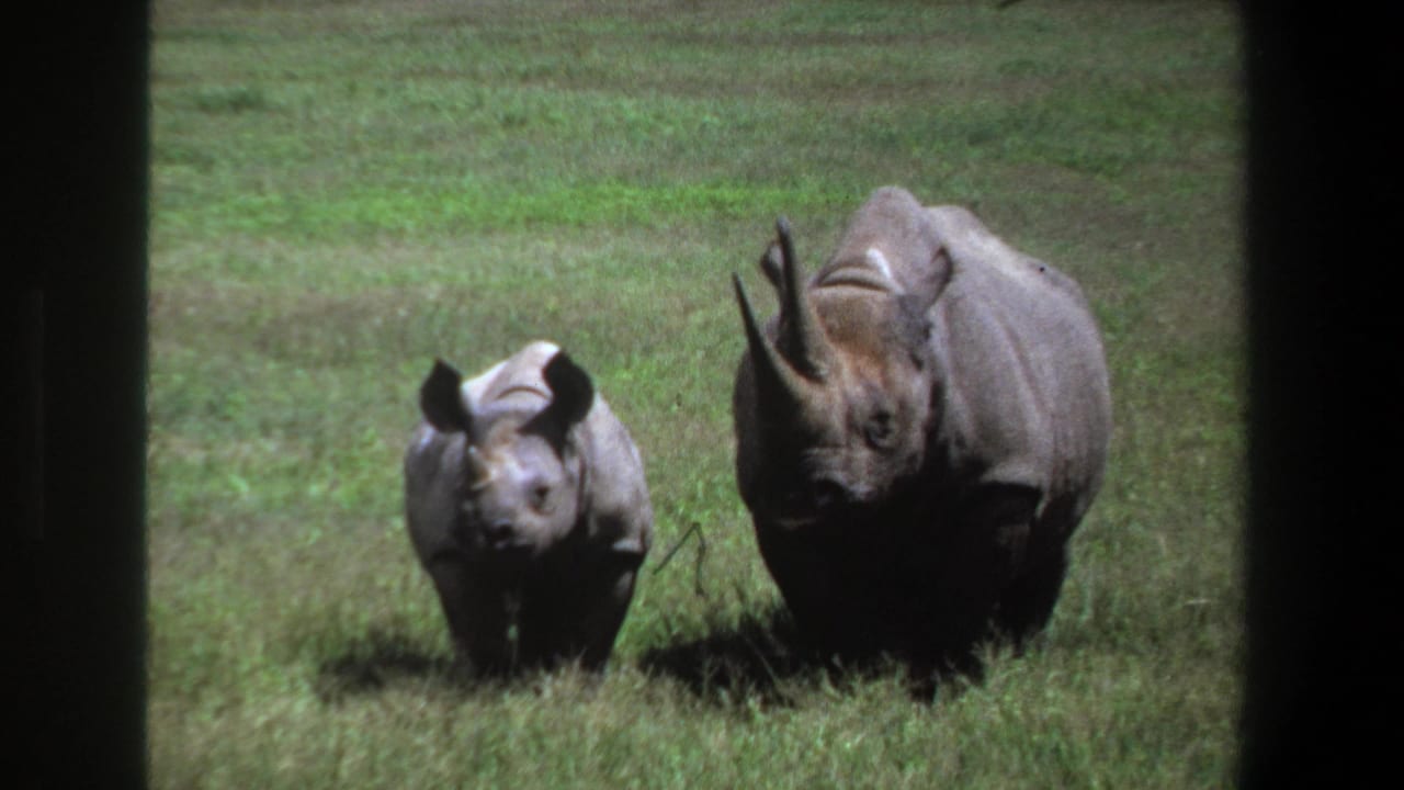 1969 Pretoria 8mm frame showing an adult rhinoceros and calf moving side by side through grassland.