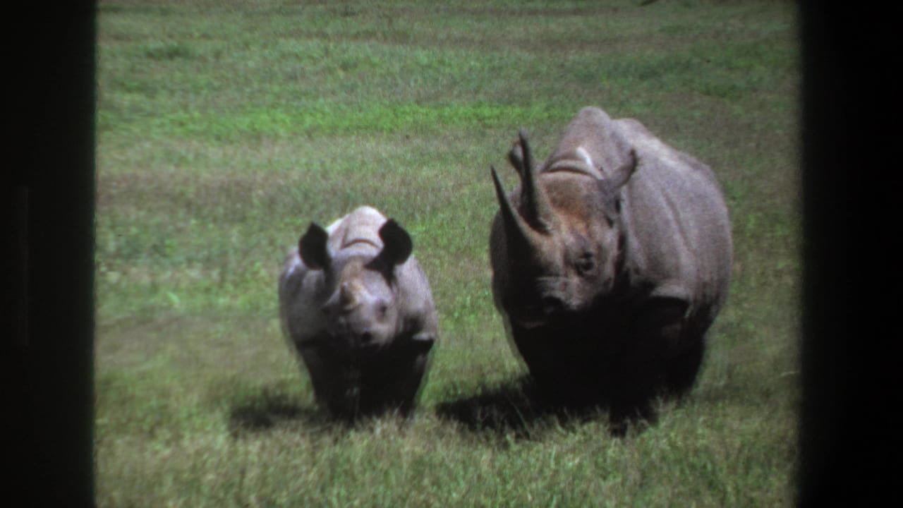 1969 Pretoria home-movie frame of a rhino calf near an adult rhinoceros in open grass.