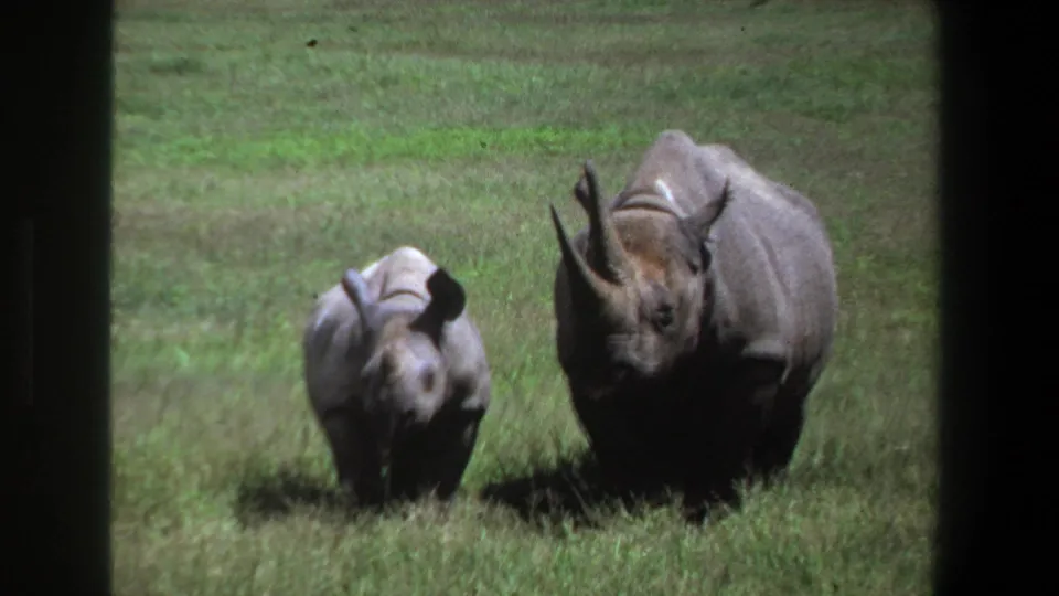 Soft 8mm frame from Pretoria in 1969 showing the adult rhino ahead of the calf in grassland.