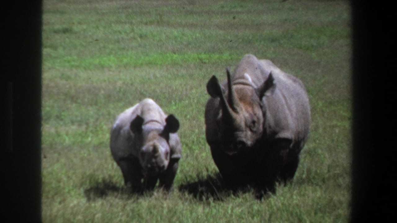 1969 Pretoria home-movie frame showing a baby rhino beside a larger adult rhino in green grass, with dark film borders.