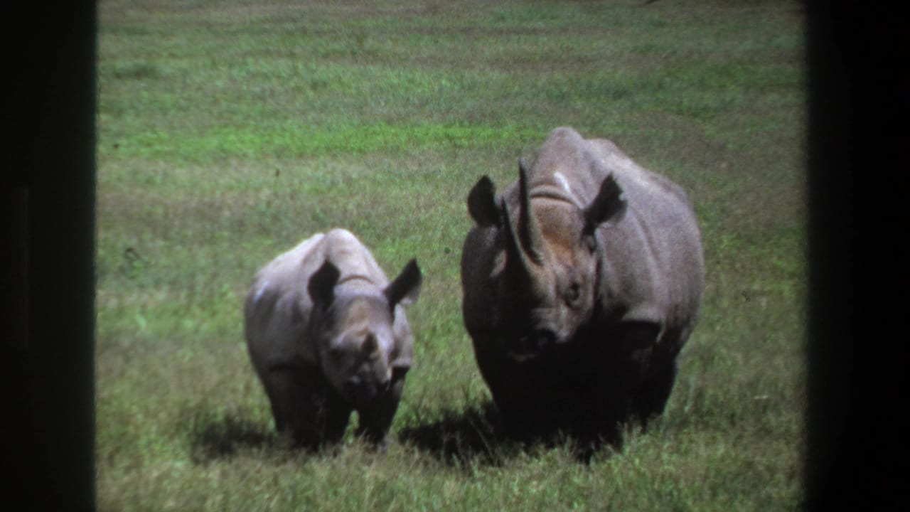 Baby rhino and adult rhino standing side by side in grass.