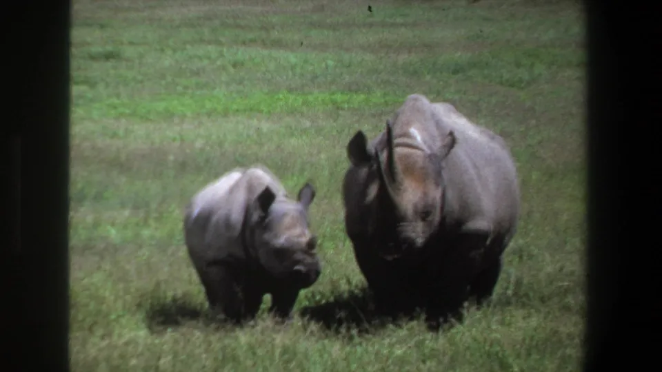 A baby rhino turns its head near a larger adult rhino, with 1960s 8mm grain and dark scan borders visible.