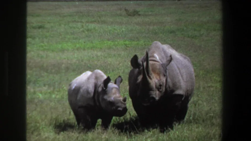 The adult rhino and calf remain close in the grass, framed by dark 8mm borders in the 1969 Pretoria footage.