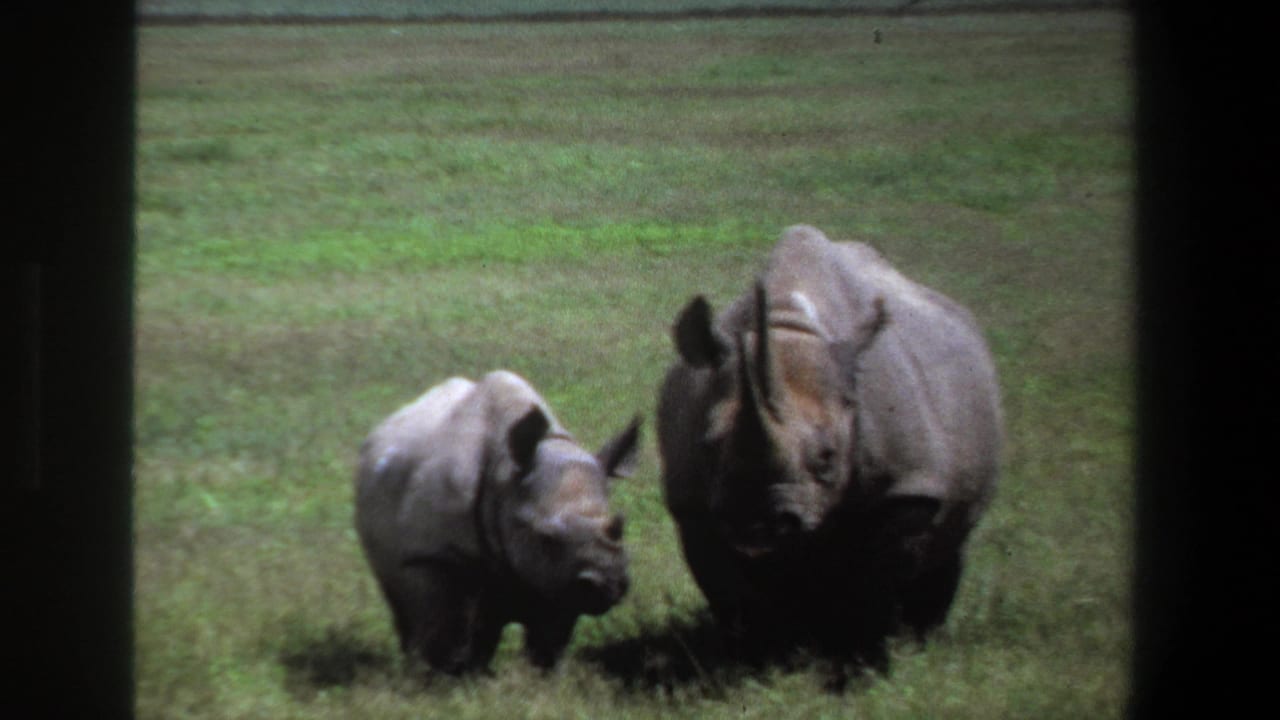 1969 Pretoria home-movie frame showing an adult rhinoceros beside a smaller calf in open green grass.