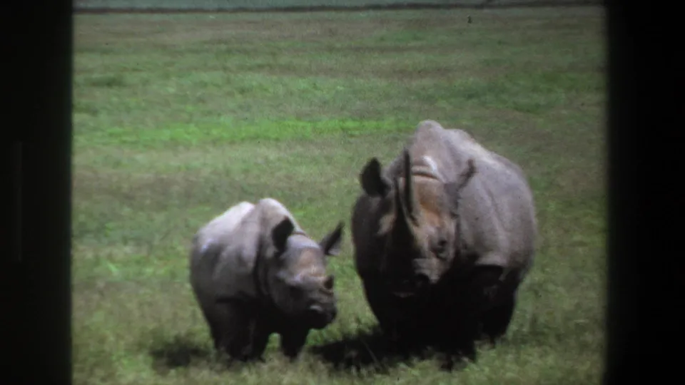 1969 Pretoria home-movie frame showing an adult rhinoceros beside a smaller calf in open green grass.