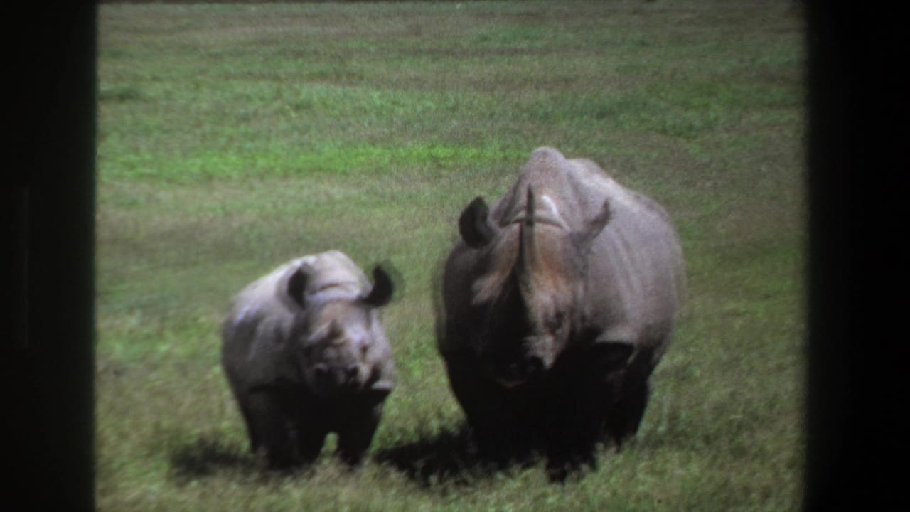 Adult rhinoceros and calf facing the camera in grass.