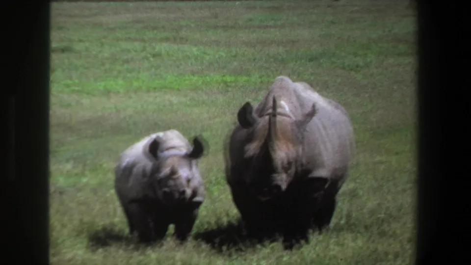 1969 Pretoria frame with a mother rhinoceros and calf facing forward in a grassy wildlife setting.