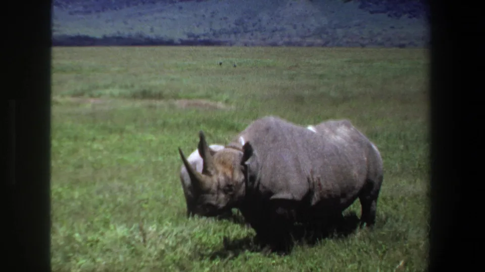 1969 Pretoria home-movie frame showing a rhinoceros side-on with its head lowered in green grass.
