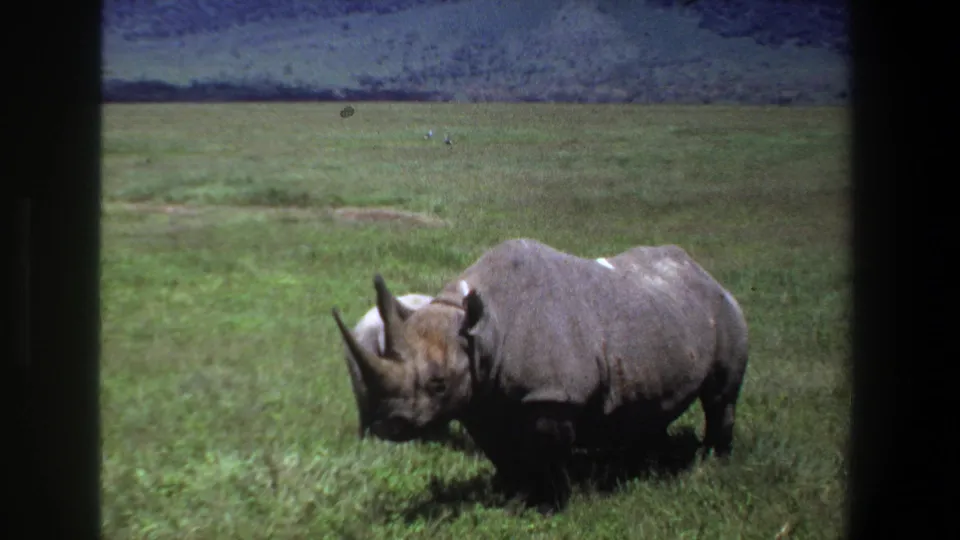 1969 Pretoria frame of a rhinoceros in profile in green grass, with a low distant hill behind it.