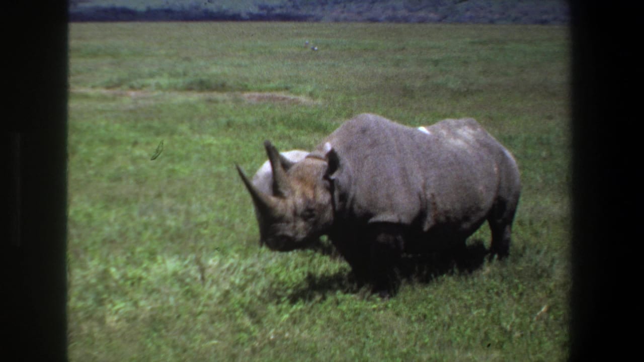 1969 Pretoria 8mm frame showing an adult rhino in a green field, viewed through dark vertical foreground bars.