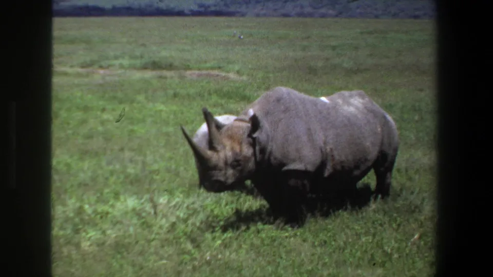 1969 Pretoria 8mm frame showing an adult rhino in a green field, viewed through dark vertical foreground bars.
