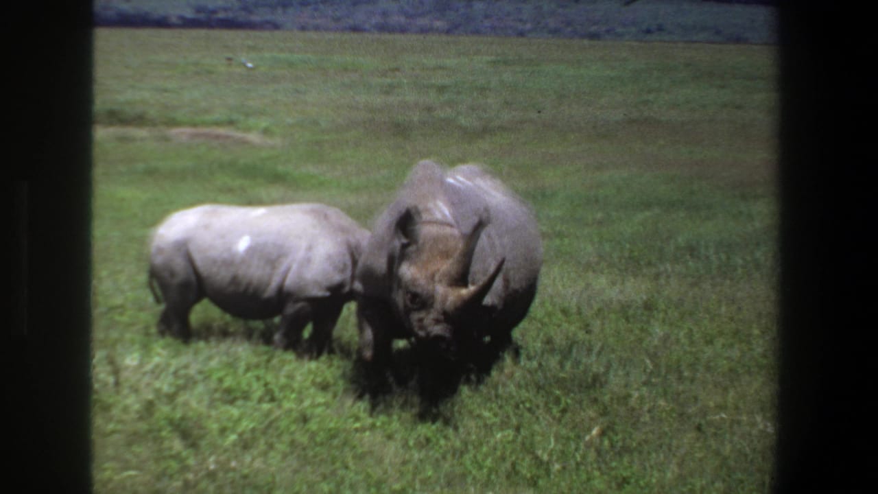 1969 Pretoria 8mm frame showing a rhino calf near an adult rhino in open green grassland.