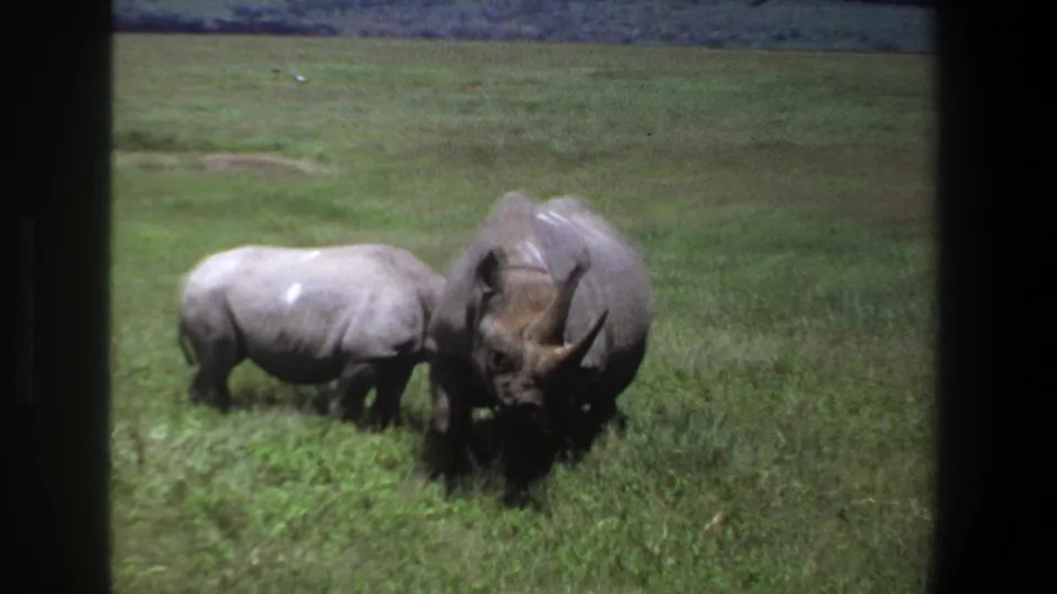 1969 Pretoria 8mm frame showing a rhino calf near an adult rhino in open green grassland.