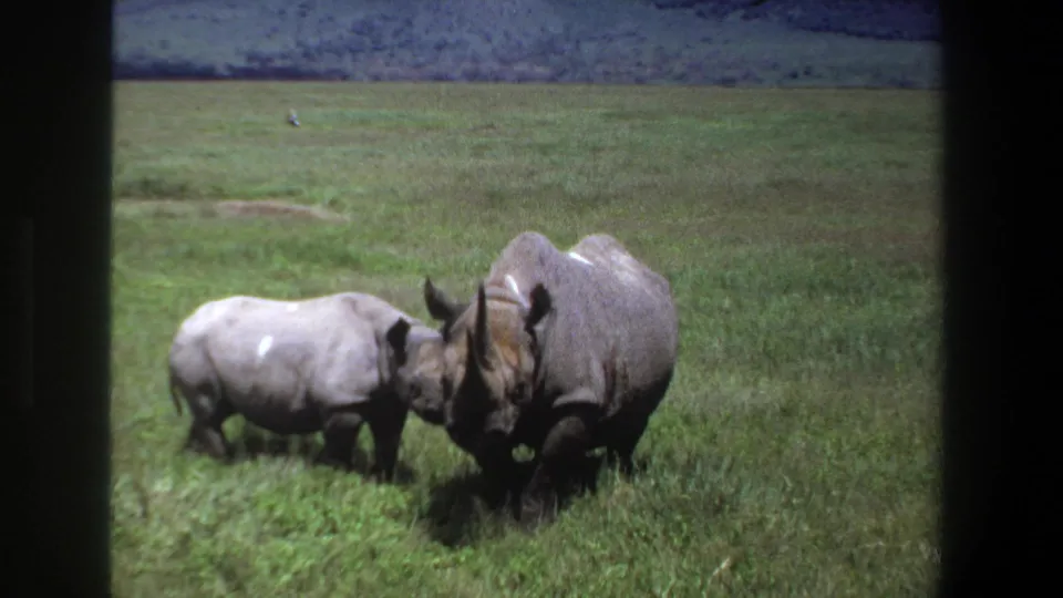 1969 Pretoria 8mm frame showing a small rhino calf close to an adult rhino, appearing to nuzzle in green grassland.