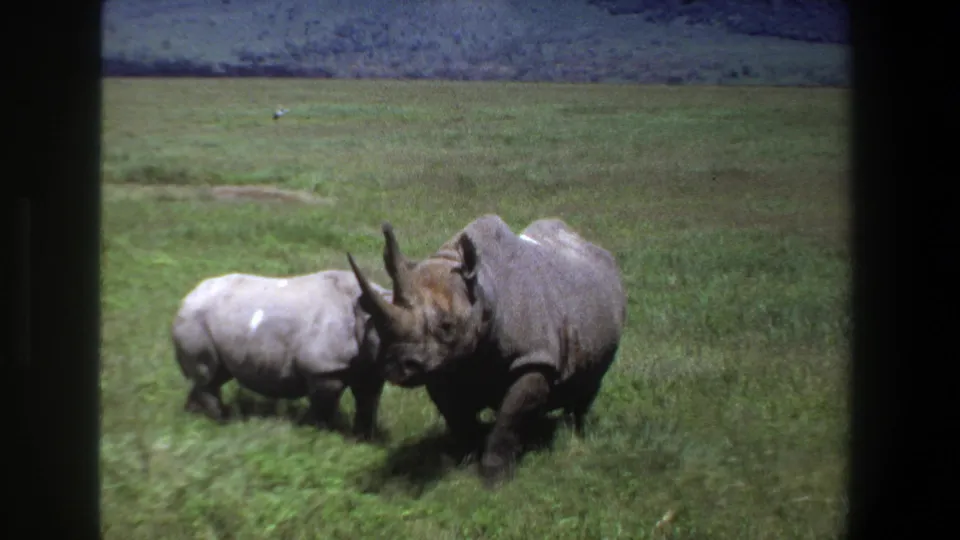 1969 Pretoria 8mm frame showing an adult rhino and calf close together in a green field, filmed through dark foreground framing.