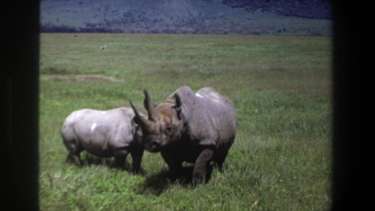 1969 Pretoria home-movie frame of a mother rhinoceros and adolescent calf standing close together in grass.