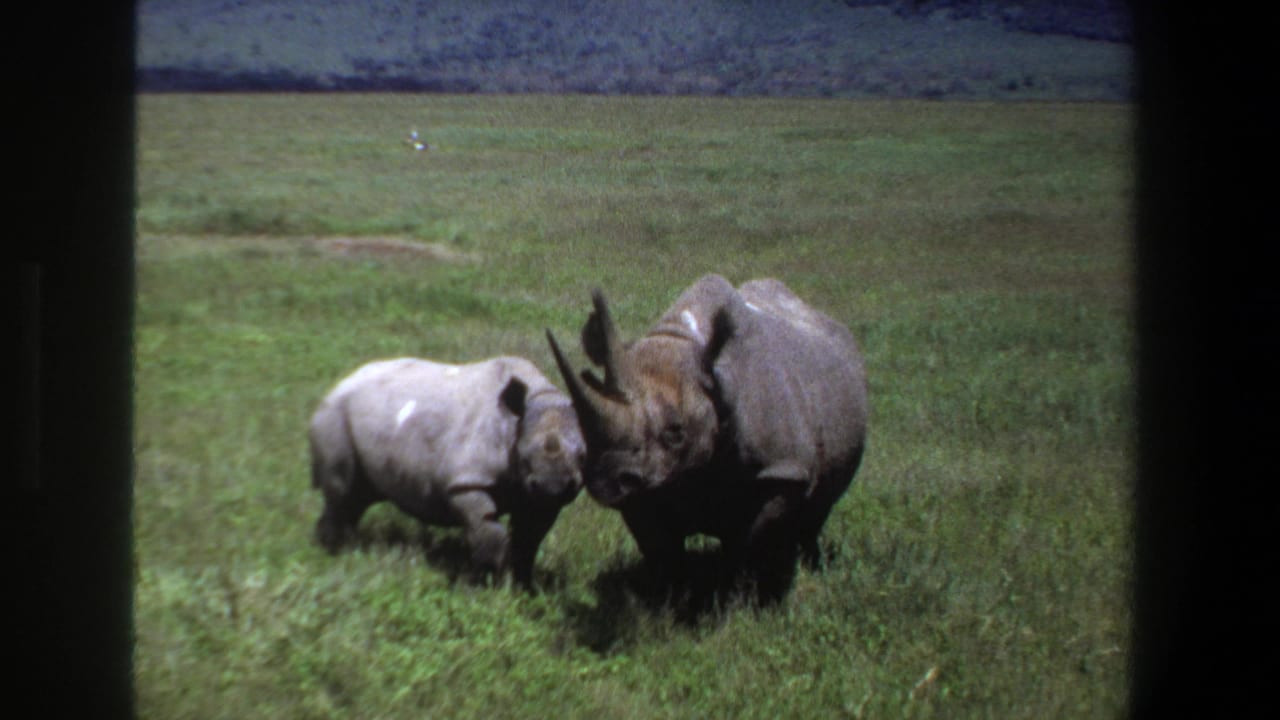 A smaller rhino stands beside a larger horned rhino in open grass.