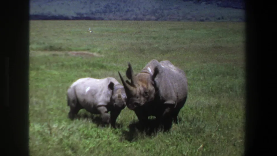 1969 Pretoria 8mm frame showing a calf beside a larger horned rhinoceros in open grassland.