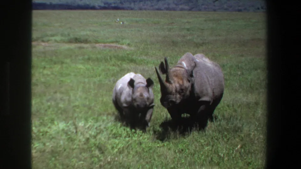 1969 Pretoria home-movie frame with adult and young rhinoceroses facing the camera from a grassy field.