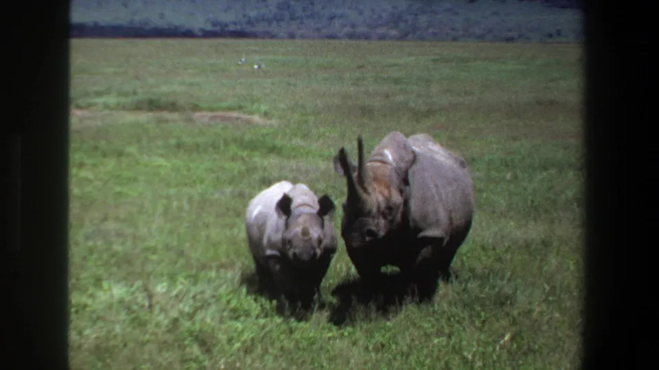 1969 Pretoria 8mm frame of a mother rhino and young rhino together in grass, bordered by the film frame.