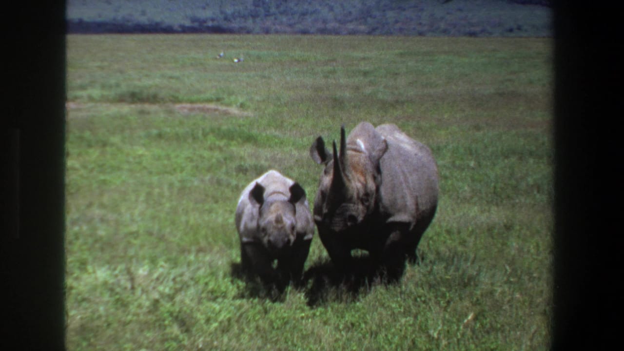 1969 Pretoria home-movie frame showing an adult rhinoceros and calf standing side by side in open grassland.