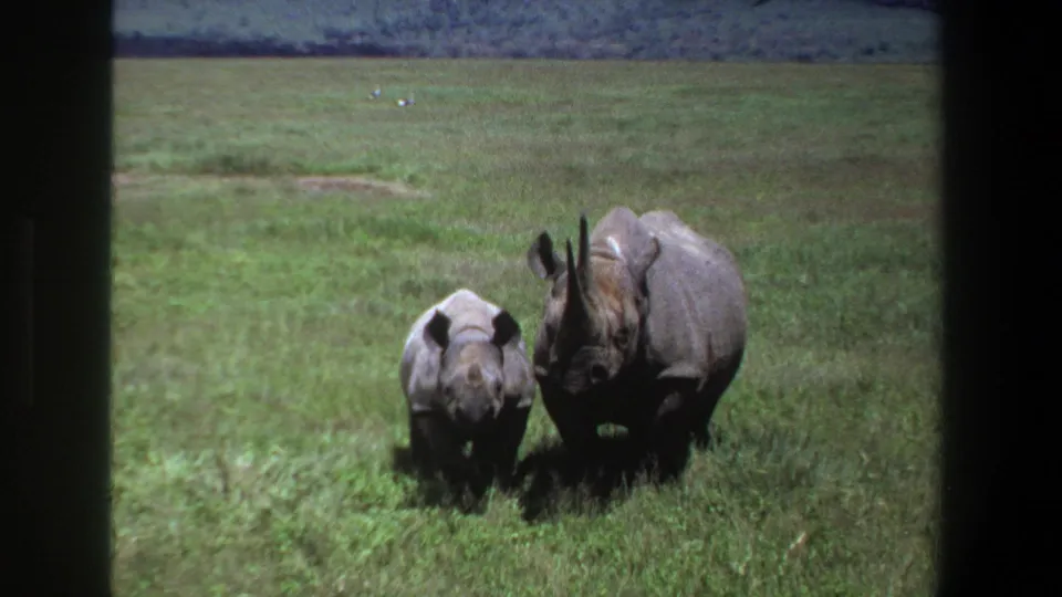 1969 Pretoria home-movie frame showing an adult rhinoceros and calf standing side by side in open grassland.