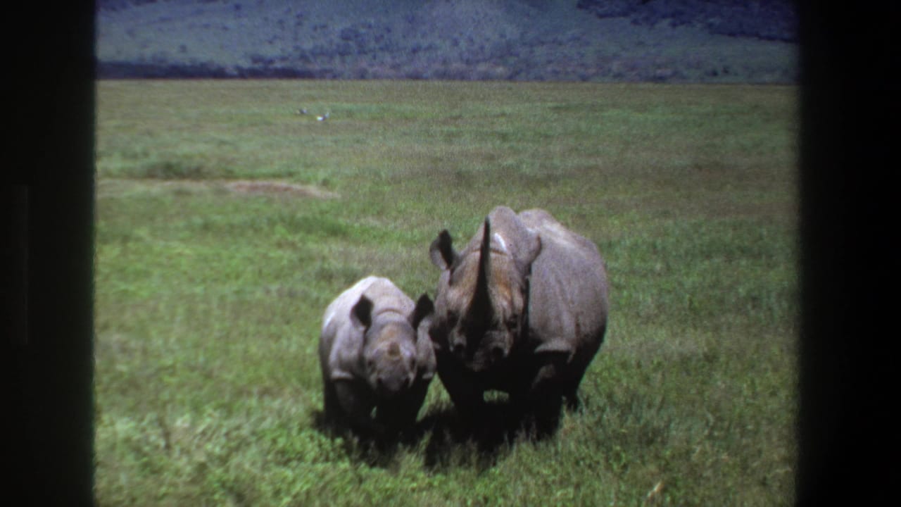 Adult rhino and calf facing the camera in open grass.