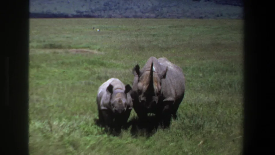 1969 Pretoria frame showing the rhino calf beside the adult, both partly shadowed against open grass.