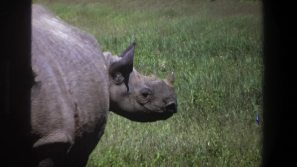 1969 Pretoria 8mm frame with a closer side view of the adult rhinoceros, horn and folded hide visible in grass.