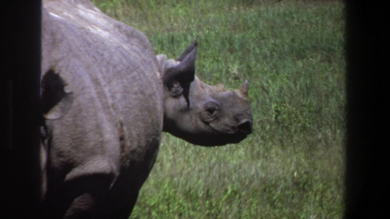 1969 Pretoria 8mm frame showing a rhinoceros in profile in a grassy enclosure, partly framed by dark vertical borders.