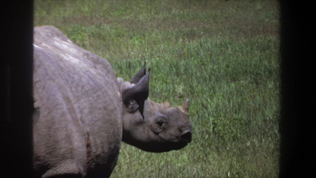 Rhinoceros head and shoulder in grass, partly obscured by dark vertical borders.