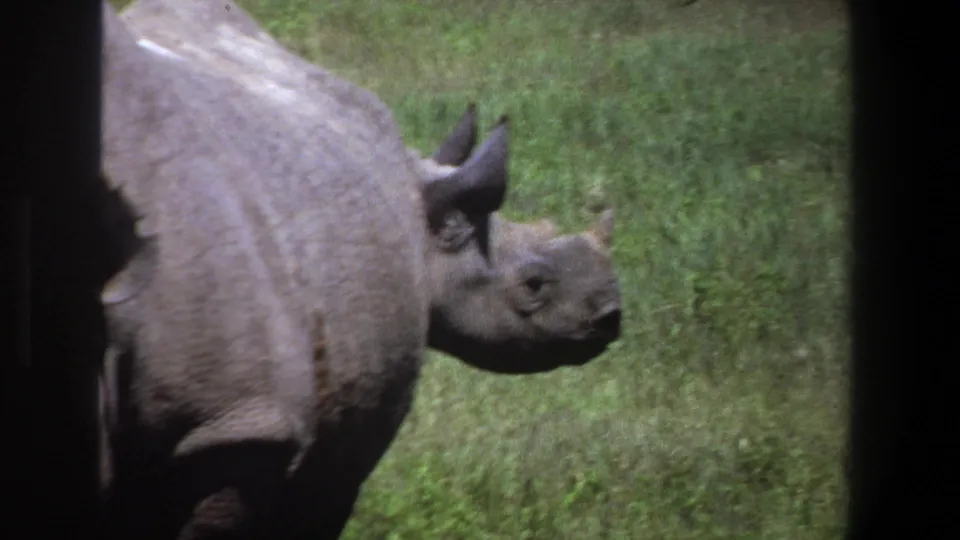 1969 Pretoria 8mm frame showing a close side view of a rhinoceros against green grass, softened by home-movie grain.