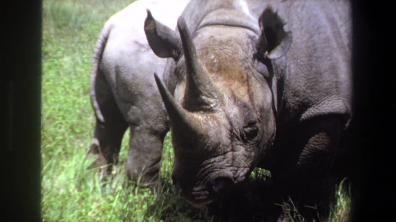 1969 Pretoria 8mm frame showing an adult rhinoceros beside a smaller juvenile in a grassy zoo enclosure.