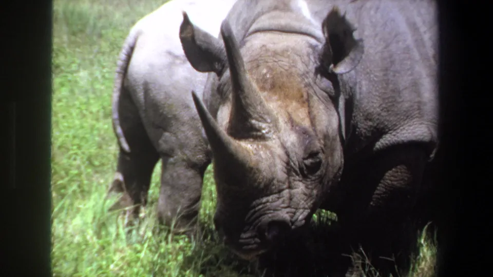 1969 Pretoria 8mm frame showing an adult rhinoceros beside a smaller juvenile in a grassy zoo enclosure.