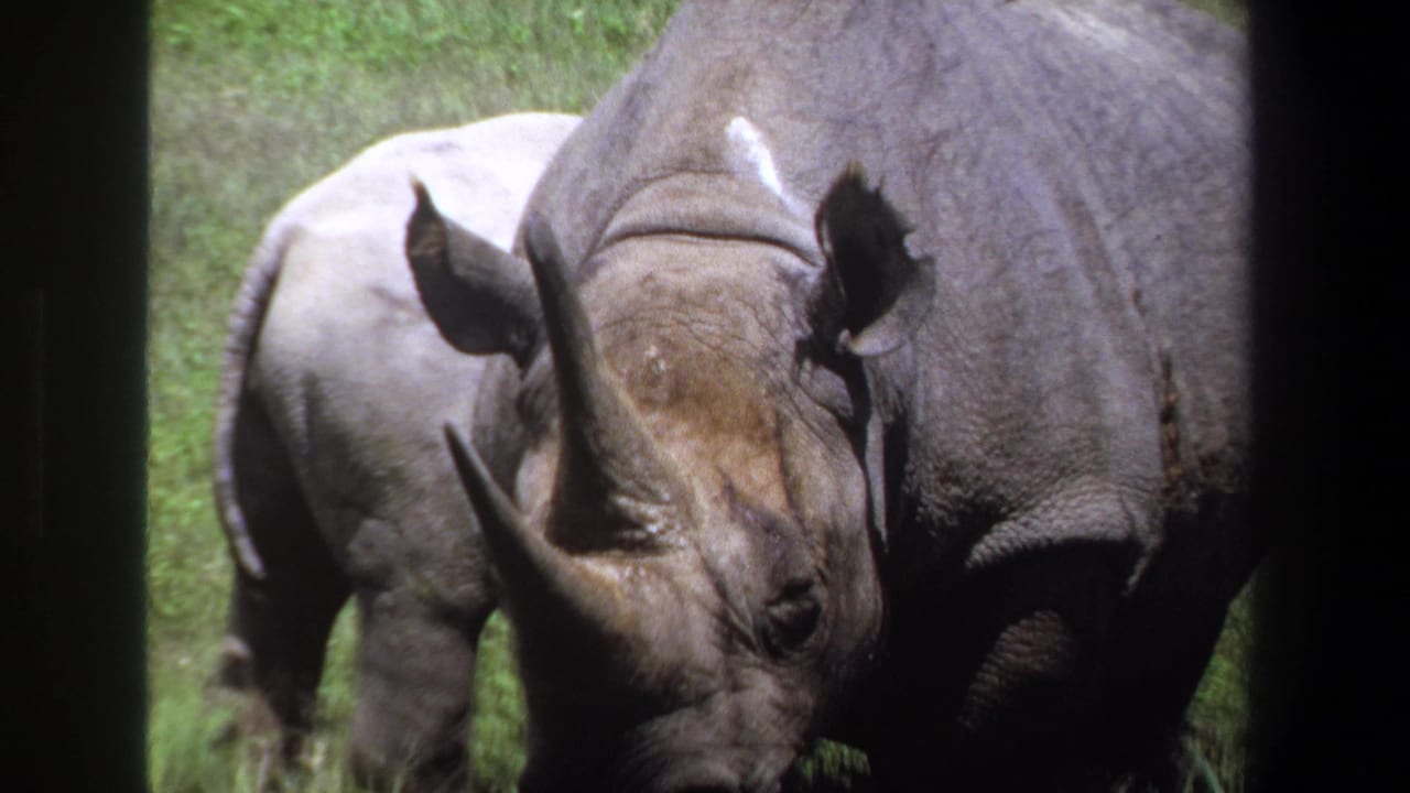 Adult and juvenile rhinoceroses stand side by side in a grassy enclosure.