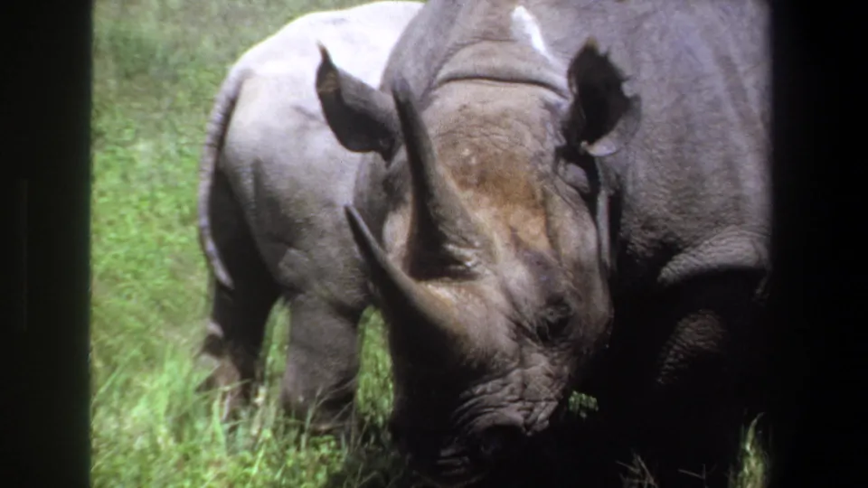 A close 8mm view shows the adult rhino lowering its head near a juvenile rhino in the grassy Pretoria enclosure.