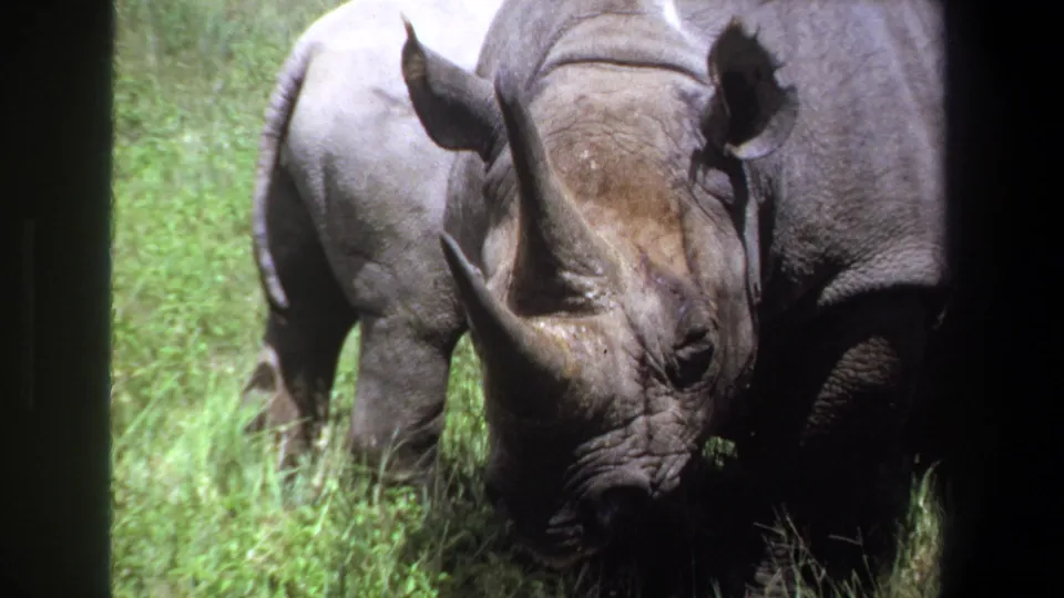 Final frame of the 1969 Pretoria zoo clip with the adult rhinoceros facing the camera and the juvenile beside it.