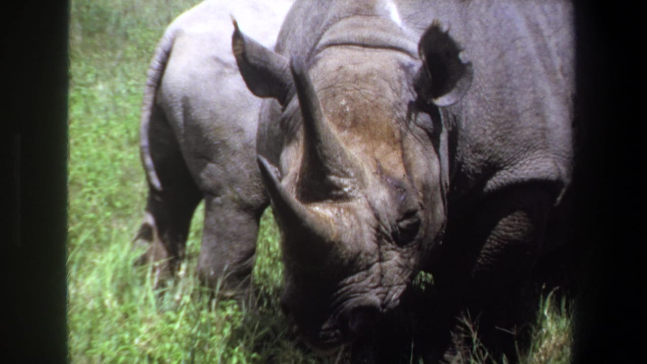 1969 Pretoria, South Africa 8mm frame showing two rhinoceroses close together in tall green grass, with one horned head prominent in the foreground.