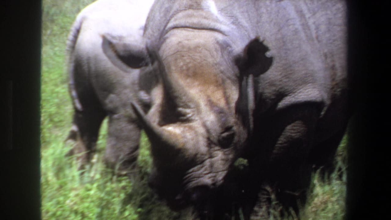 Close view of two rhinoceroses in grass, partly bordered by dark film edges.