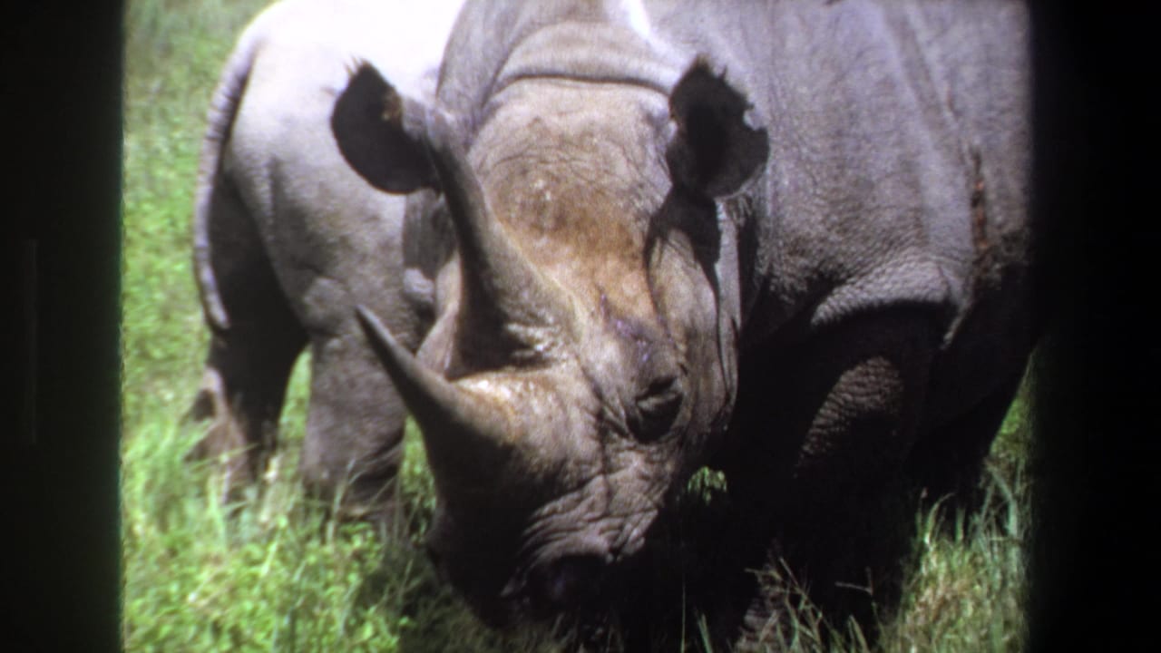 Rhinoceroses beside tall grass with the foreground animal's horn and head visible.