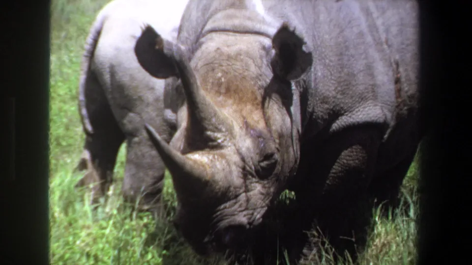 1969 Pretoria, South Africa 8mm frame showing a foreground rhinoceros head and horn beside another rhino, with grass and soft home-movie blur visible.