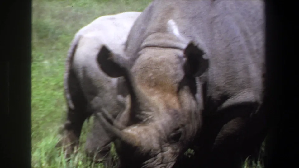 1969 Pretoria, South Africa 8mm frame showing two rhinoceroses moving slowly through grass, with motion blur and dark scan edges emphasizing the home-movie source.
