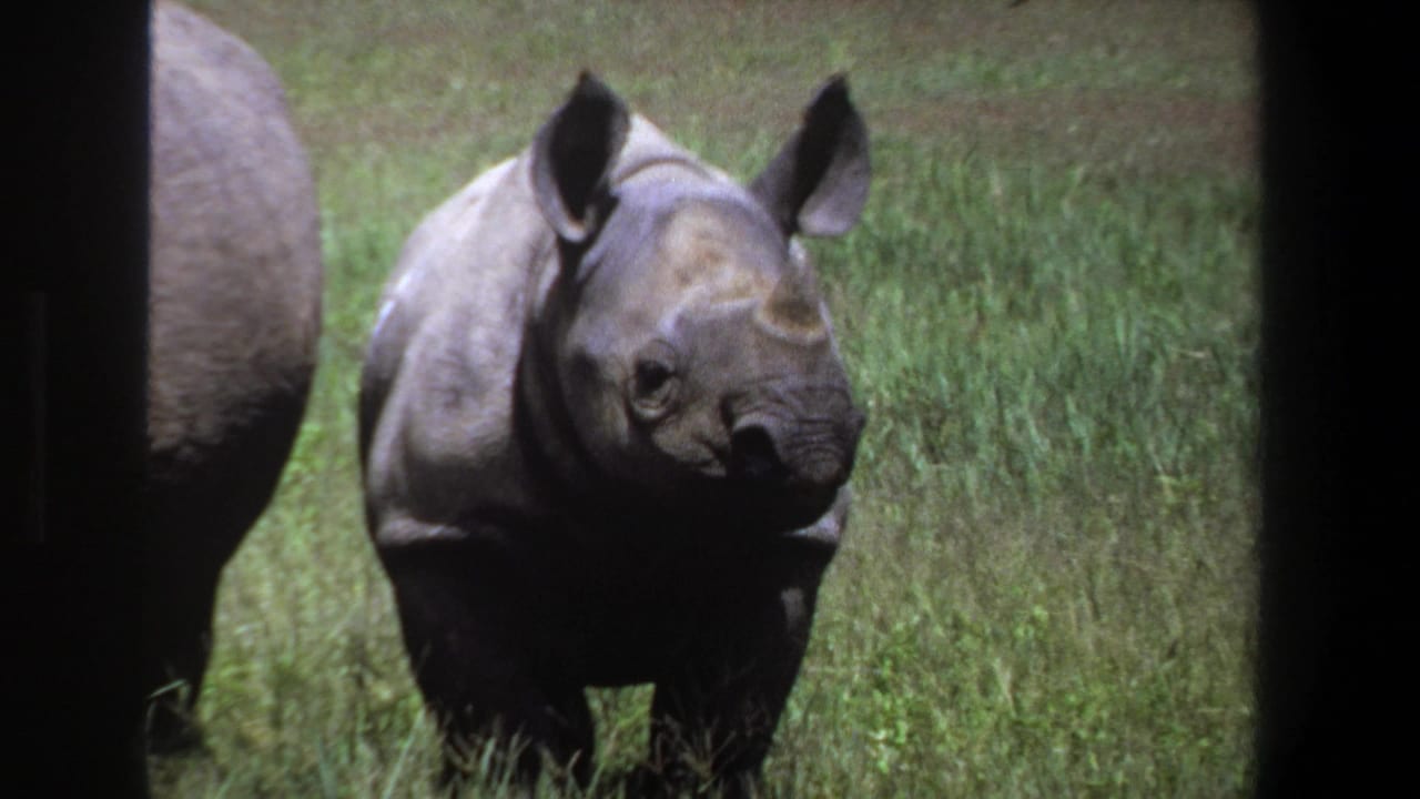 1969 Pretoria 8mm frame showing a rhinoceros calf in grass with an adult rhinoceros partly visible at left.