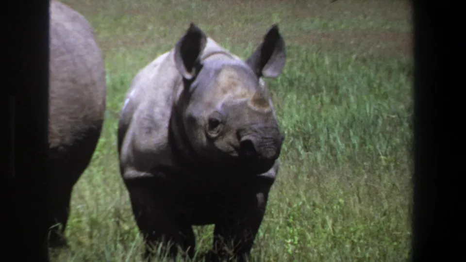 1969 Pretoria 8mm frame showing a rhinoceros calf in grass with an adult rhinoceros partly visible at left.