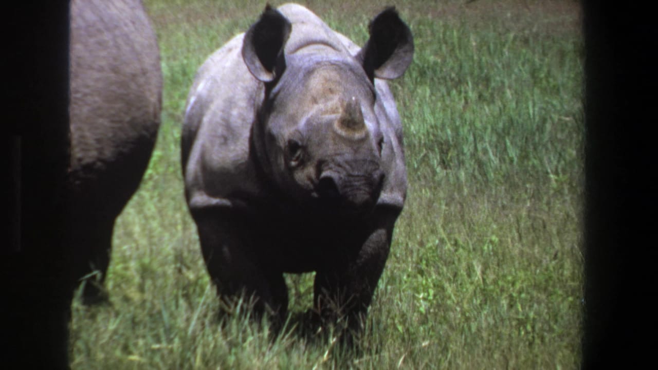 Rhinoceros calf centered in a grassy field with the adult partly visible at left.