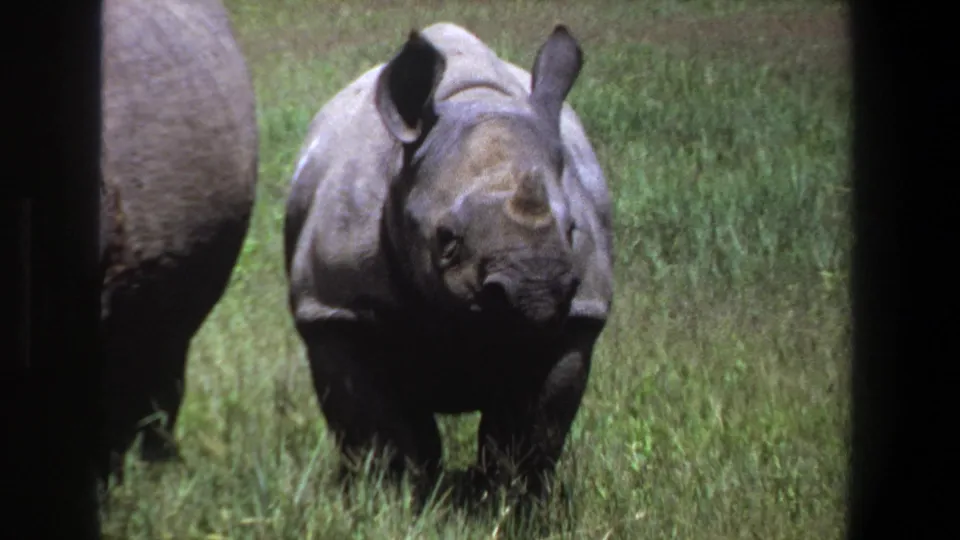 1969 Pretoria 8mm frame of a rhinoceros calf standing in sunlight, with its adult companion partly visible.