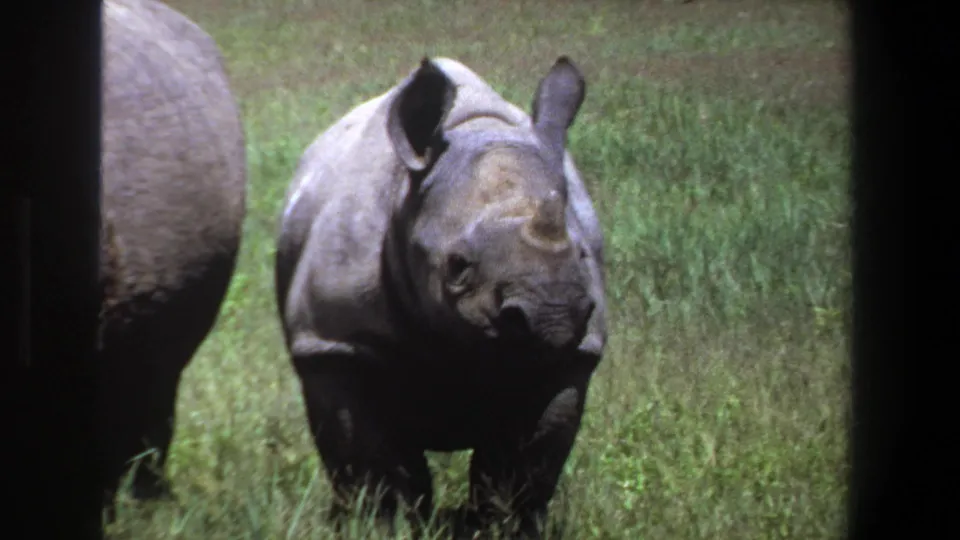 1969 Pretoria frame showing a young rhinoceros in tall grass near an adult, bordered by dark 8mm frame edges.